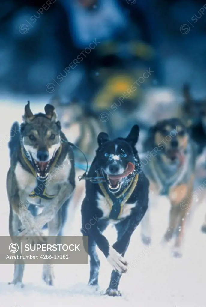 Close-up view of sled dogs racing forward with their tongues hanging out.  Property Released.