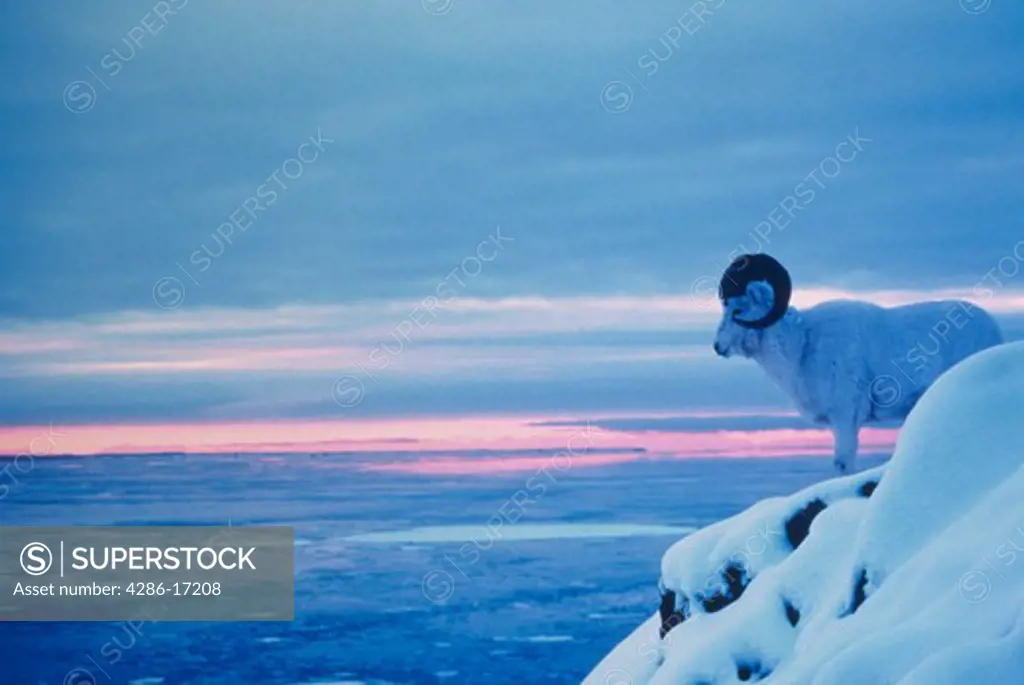 Dall Sheep Ram (Ovis dalli) standing on the side of a mountain with a pink and blue horizon behind it in Alaska. 