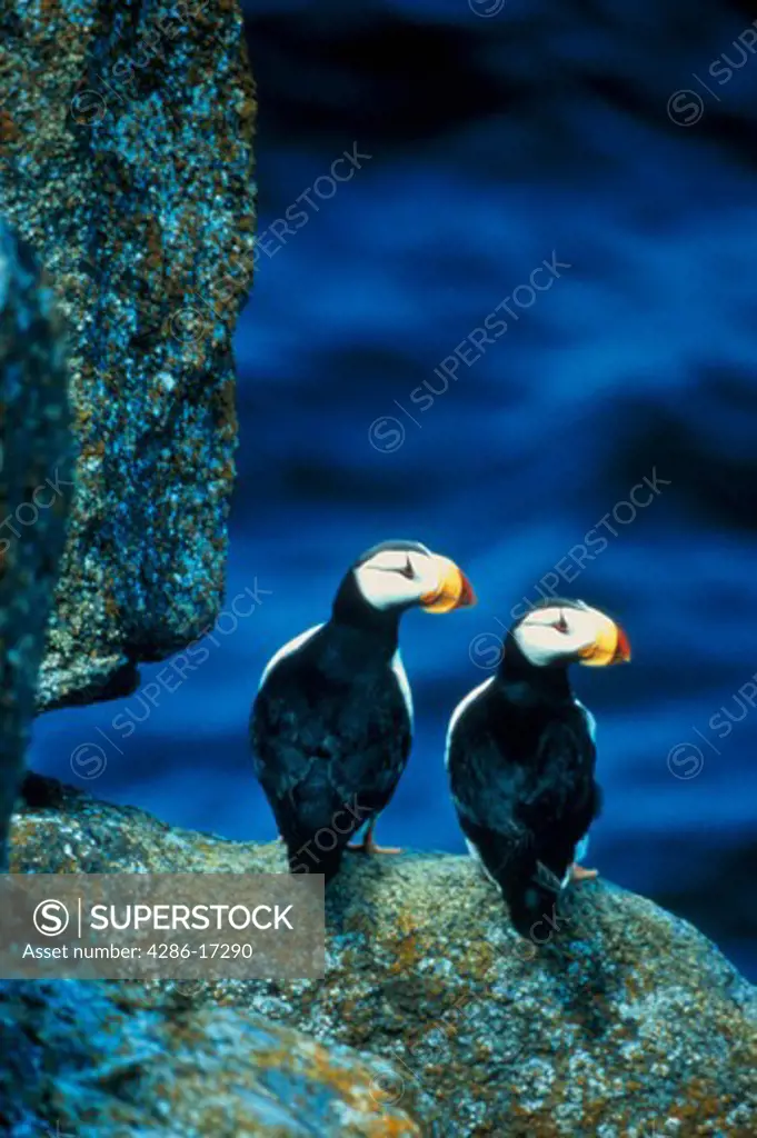 A pair of Puffin birds are perched on a large rock. 