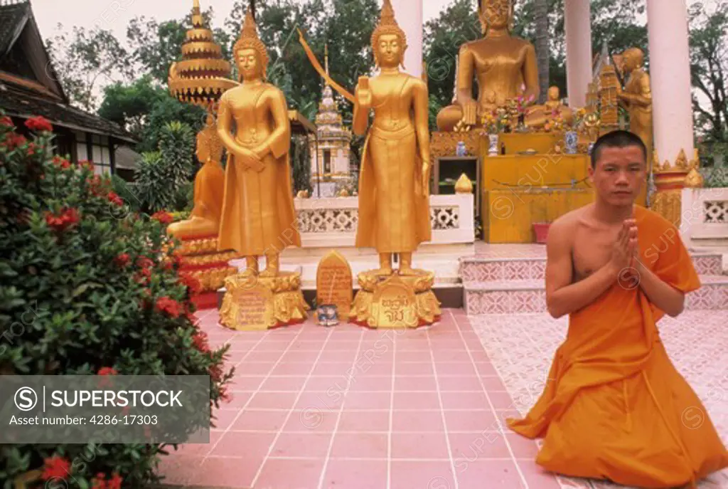 Buddhist monk in prayer with golden Buddha statues in the background in Laos. 