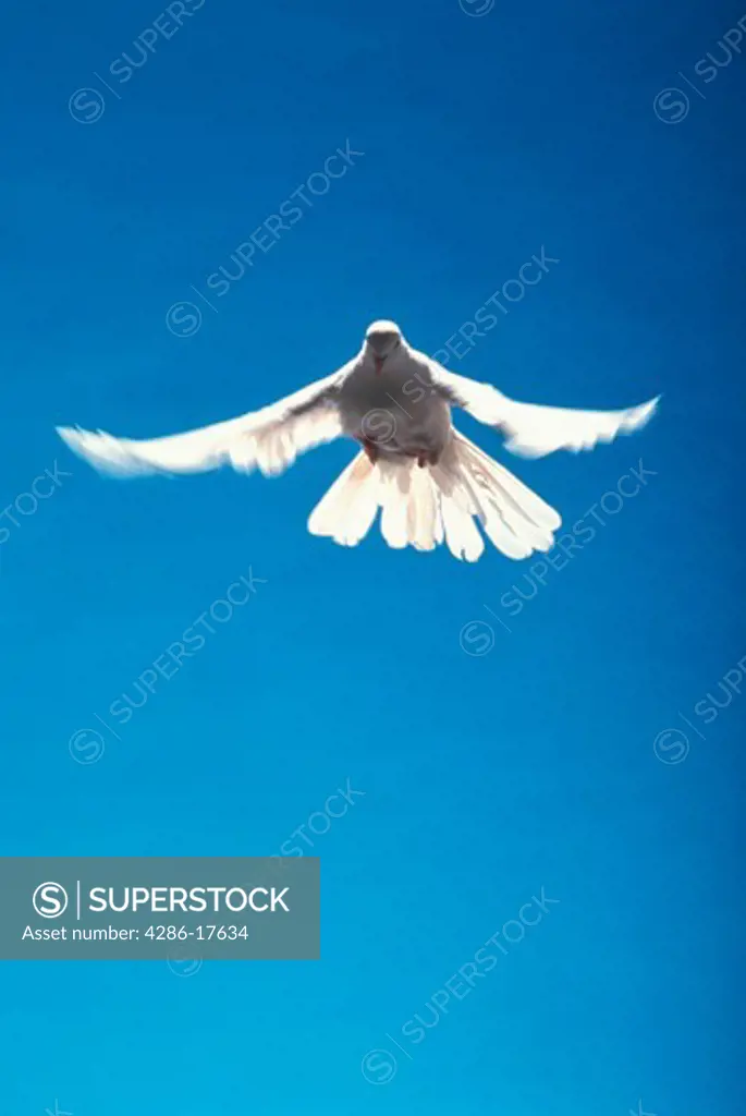 White dove PR370