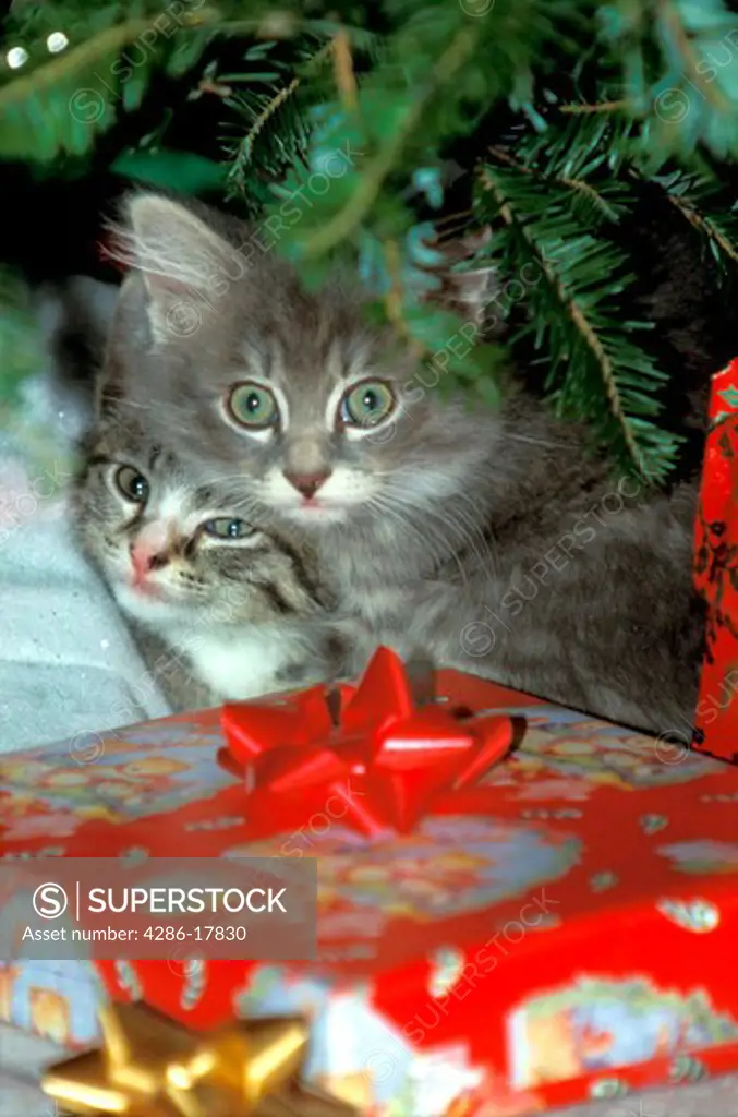 Kittens under Christmas tree #1CF