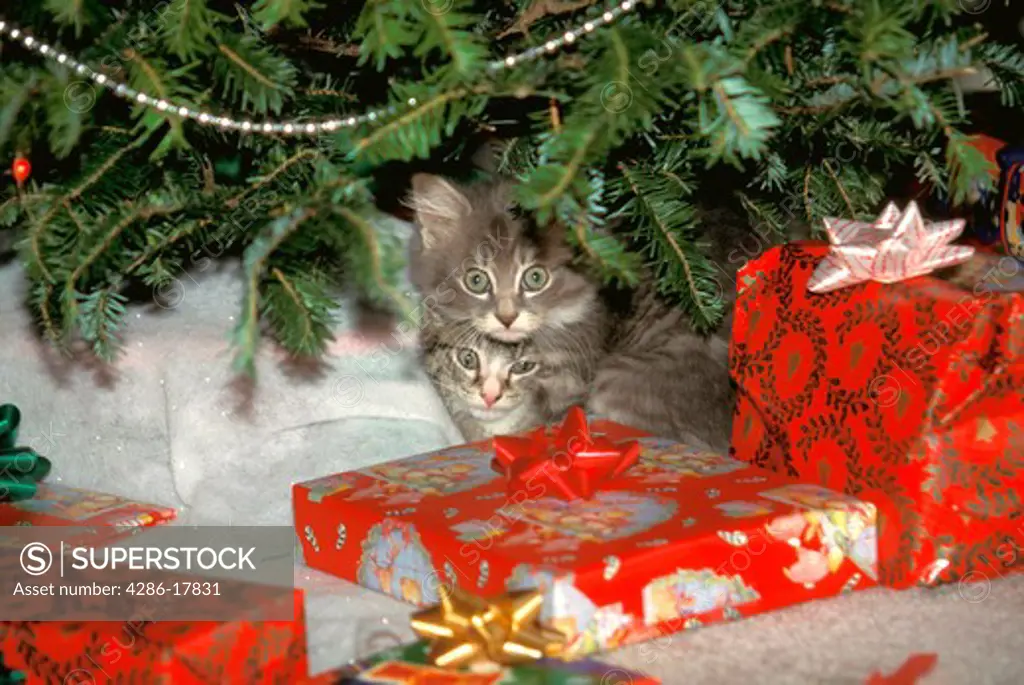 Kittens under Christmas tree #650