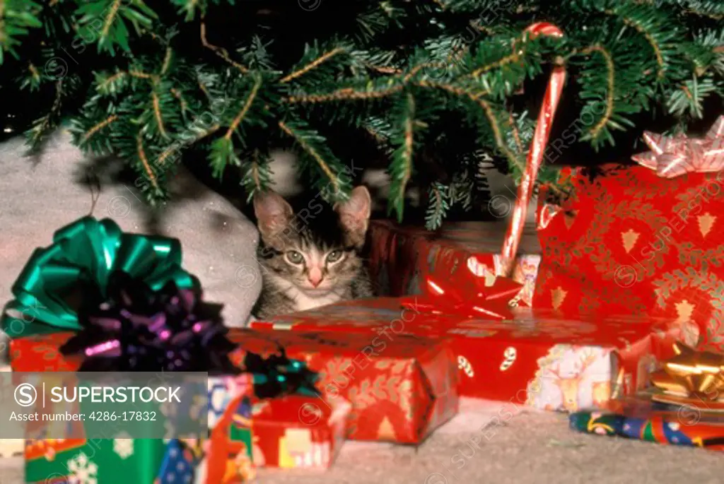 Kitten under Christmas tree #319