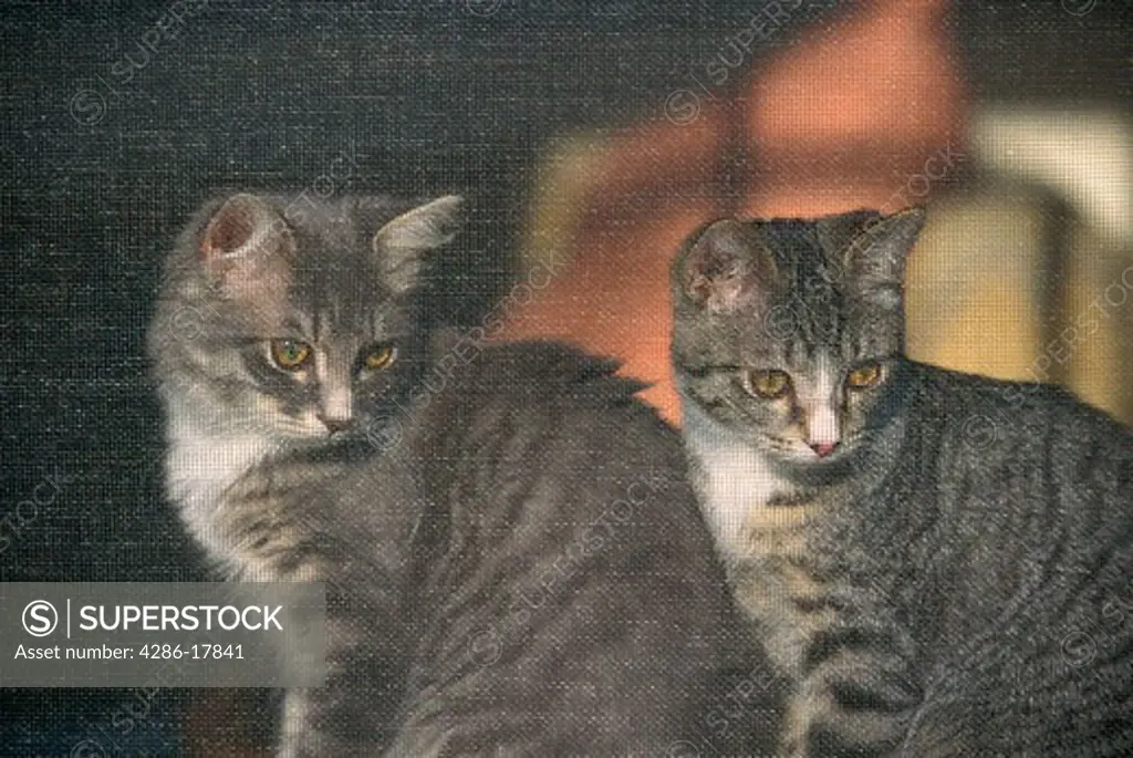 Kittens in window PR273 526