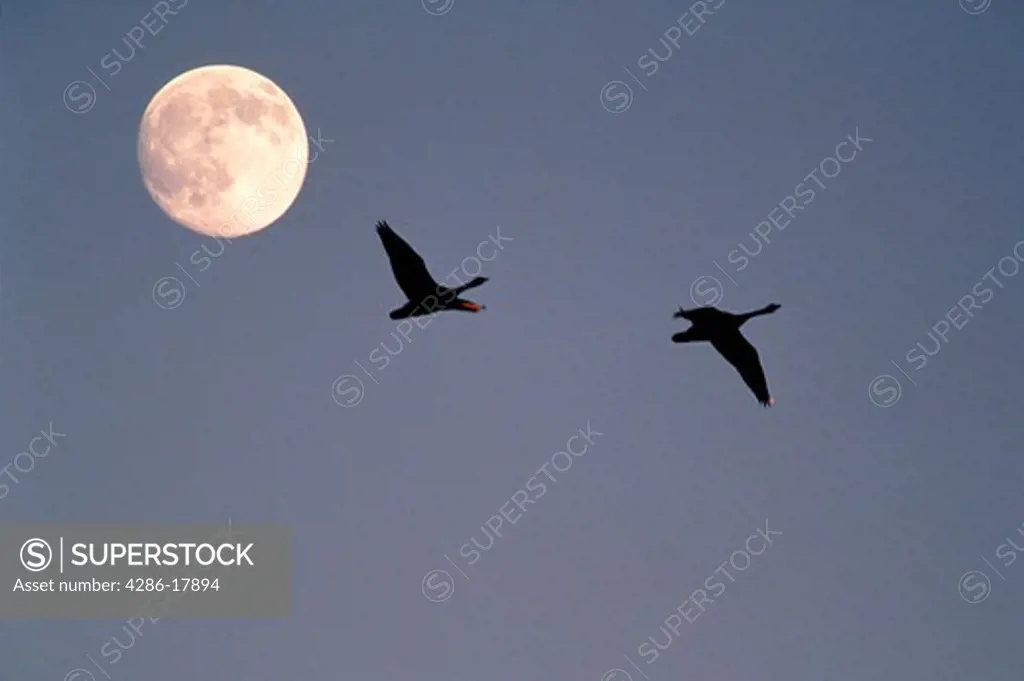 Canadian geese & moon