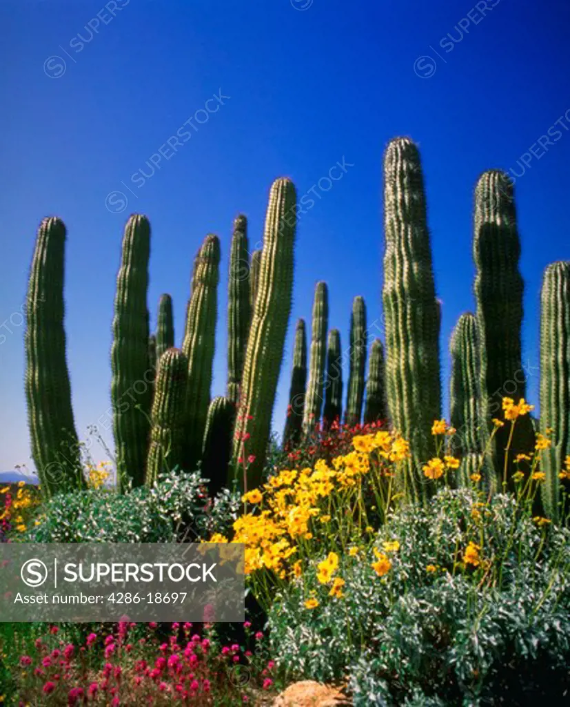 Spring flowers in desert, AZ