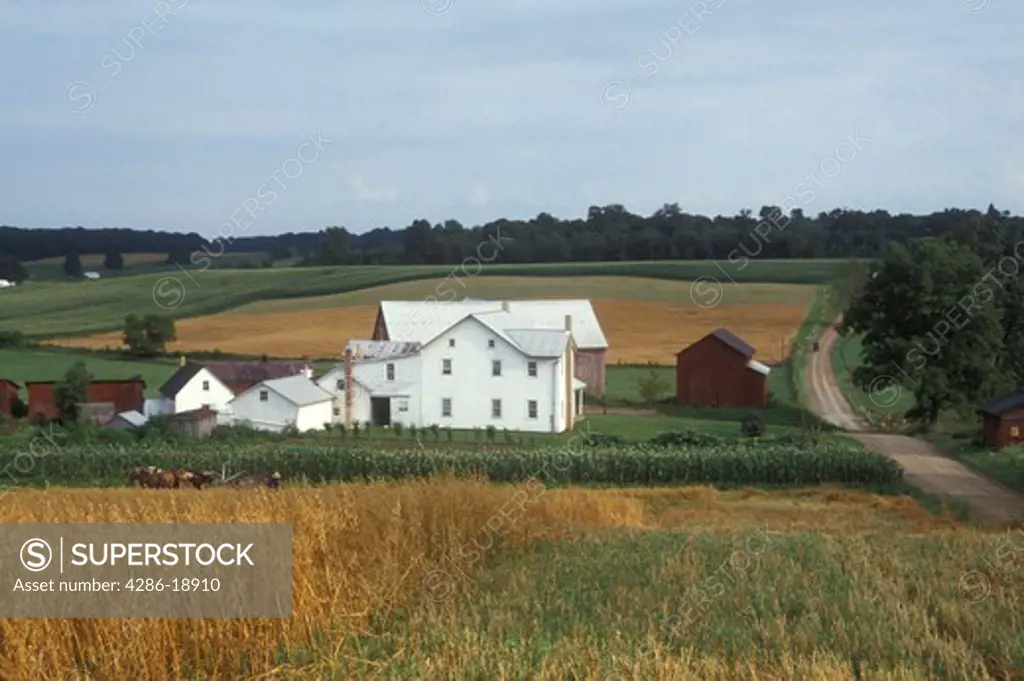Ohio, amish, farm, Holmes couty, Amish farmers are harvesting a field of wheat with horses in Holmes County. The white Amish house with a red barn sits along the dirt country road.