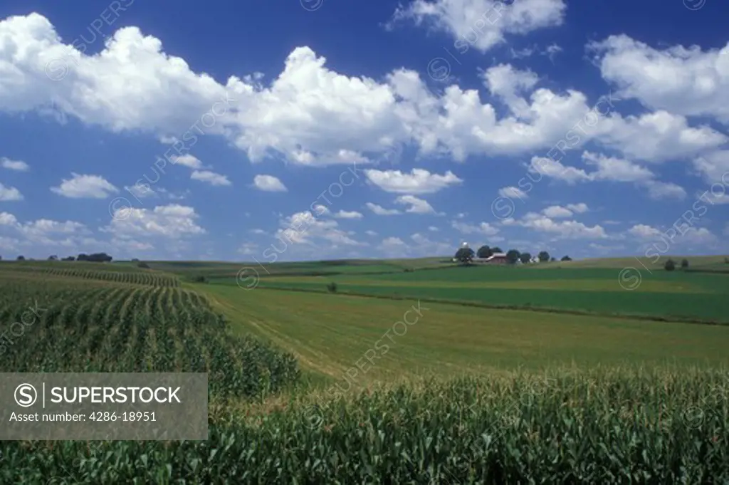 Iowa, Dyersville, A field of corn and other crops on a Midwest farm in Dyersville.