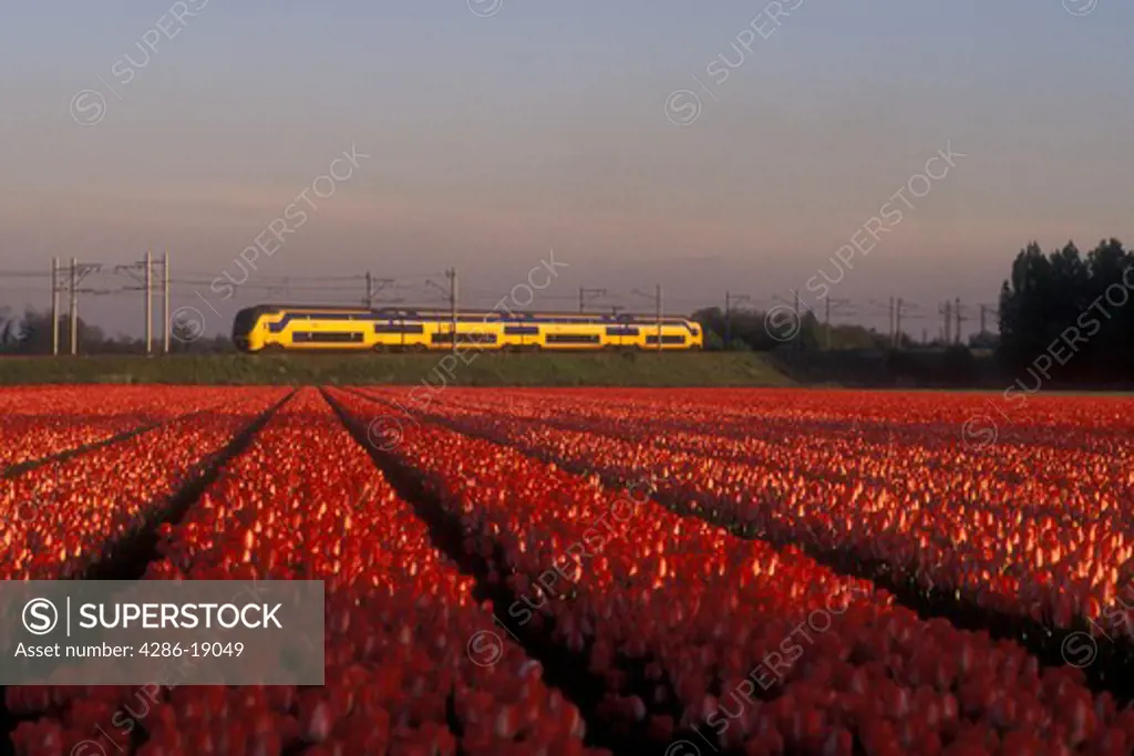Netherlands, train, tulip, A yellow passenger train passes by a beautiful field of pink tulips in Lisse.