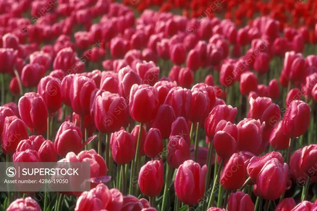 Netherlands, tulip, Pink and red tulips in a field in Lisse.