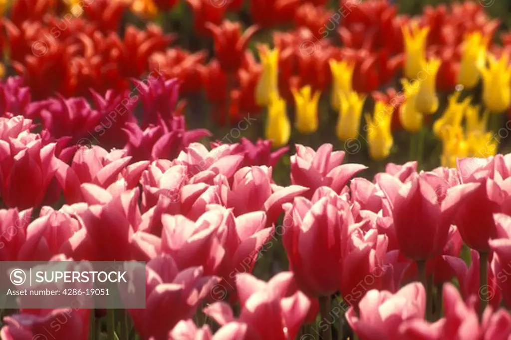Netherlands, tulip, An assortment of colorful tulips in a field in Lisse.