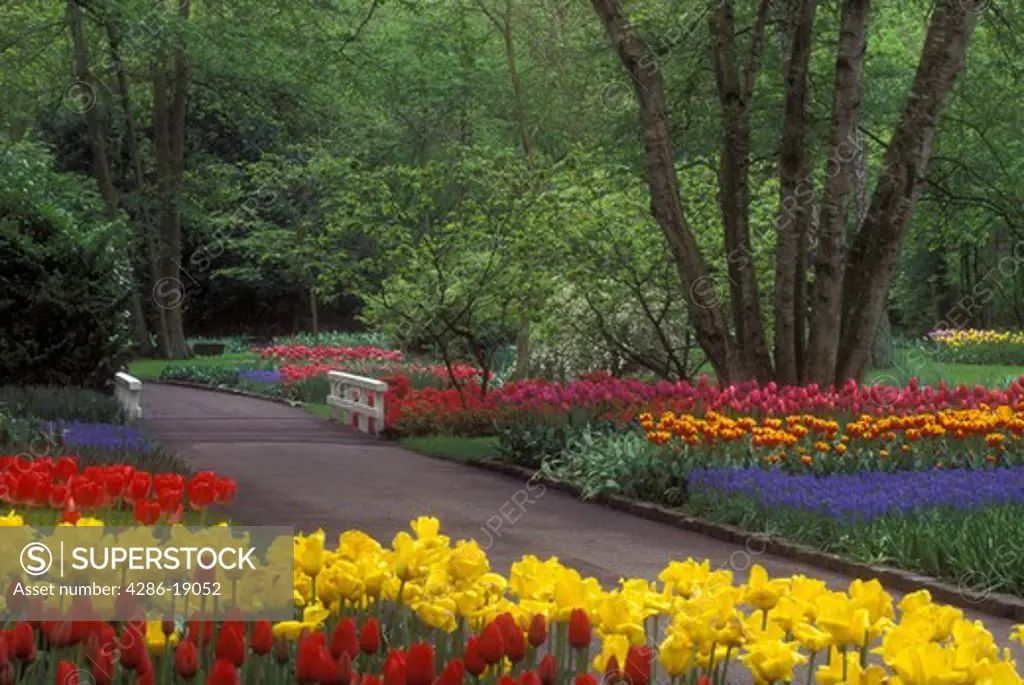Netherlands, Keukenhof Gardens, Beautiful tulips adorn the grounds of Keukenhof Gardens in Lisse.