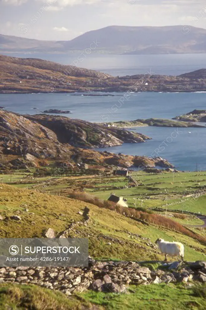 Europe, Republic of Ireland, Ireland, Ring of Kerry, Iveragh, Scenic view of the lush green pastures and beautiful countryside at Sheehan's Point on the Atlantic Ocean in County Kerry.