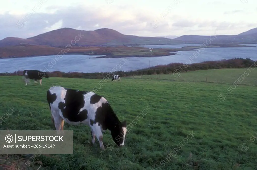 Europe, Republic of Ireland, Ireland, Cows grazing in a lush green pasture on Valencia Island in County Kerry.