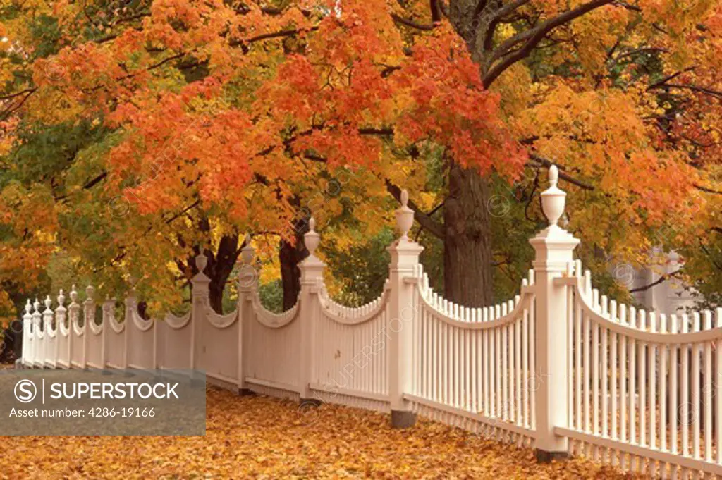 Vermont, fence, foliage, A white fence stretches along a cluster of colorful maple trees in Bennington.
