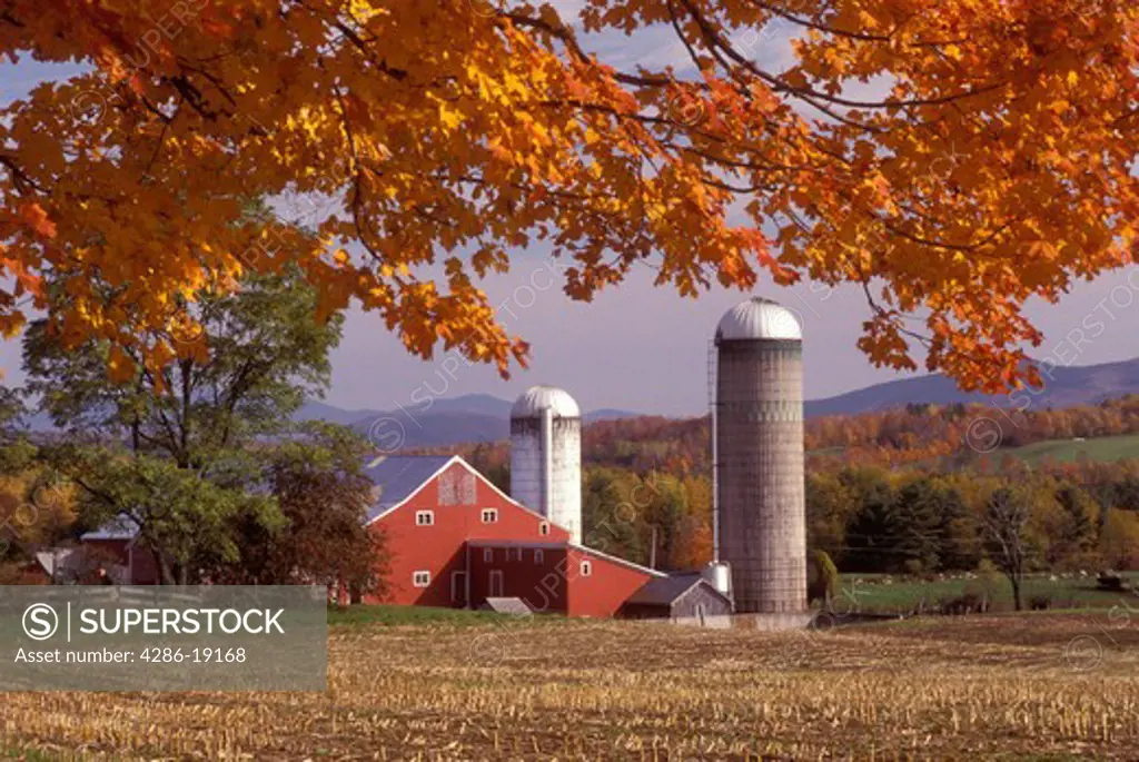 Vermont, barn, farm, Colorful fall foliage in the foreground of a red barn in Danby Four Corners. 