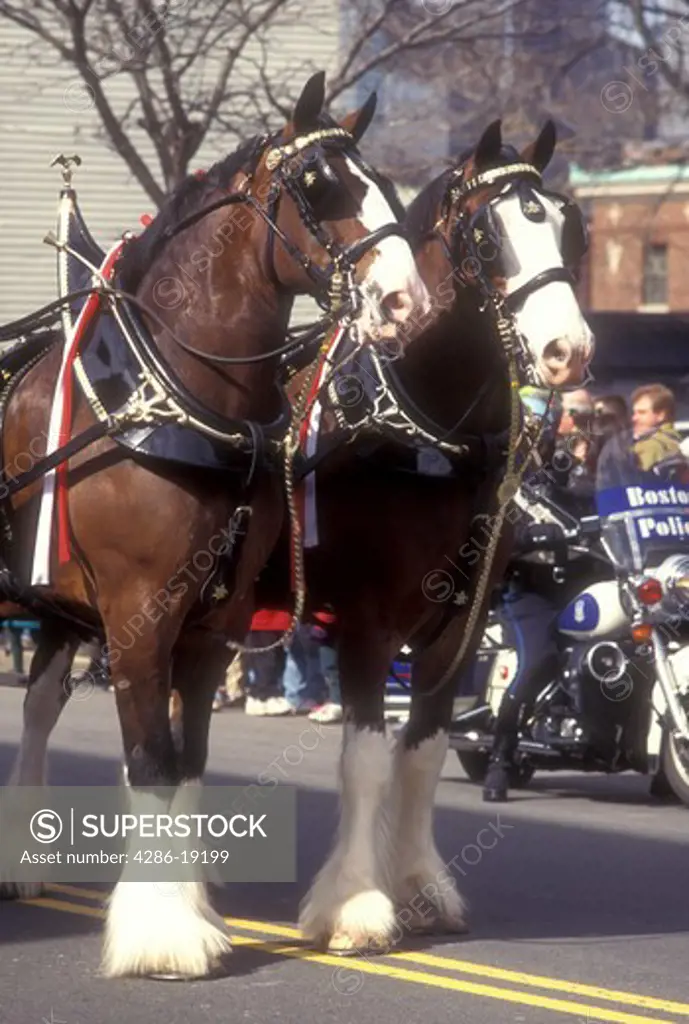 horses, Clydesdale, St. Patrick, Boston, Massachusetts, Team of Budweiser Clydesdales in the St. Patrick's Day parade in Boston.