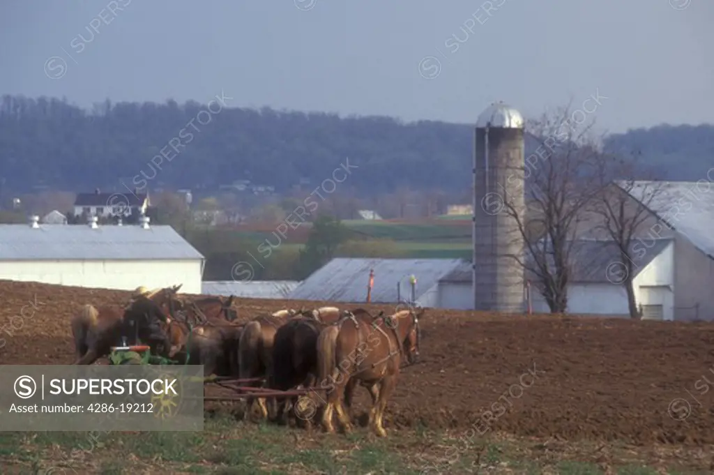 Amish, Pennsylvania, Lancaster County, Amish farmer plowing a field with a team of horses in scenic Pennsylvania Dutch Country.