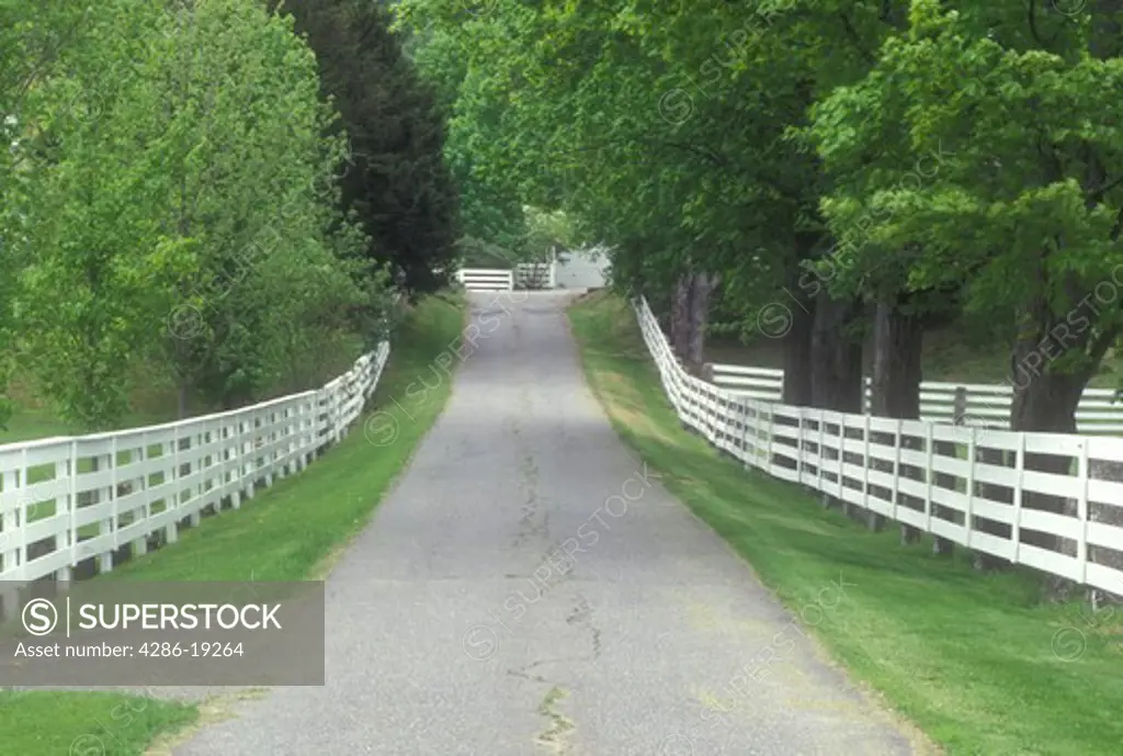road, fence, New Hampshire, Country lane lined with white fences and trees in Orford, New Hampshire. 