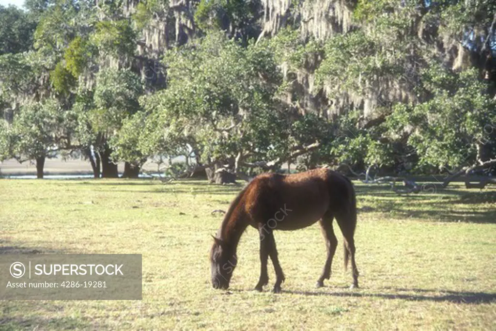 horse, Cumberland Island, Georgia, A feral horse (wild horse) grazes on the grounds of Greyfield Inn on Cumberland Island National Seashore, Georgia.