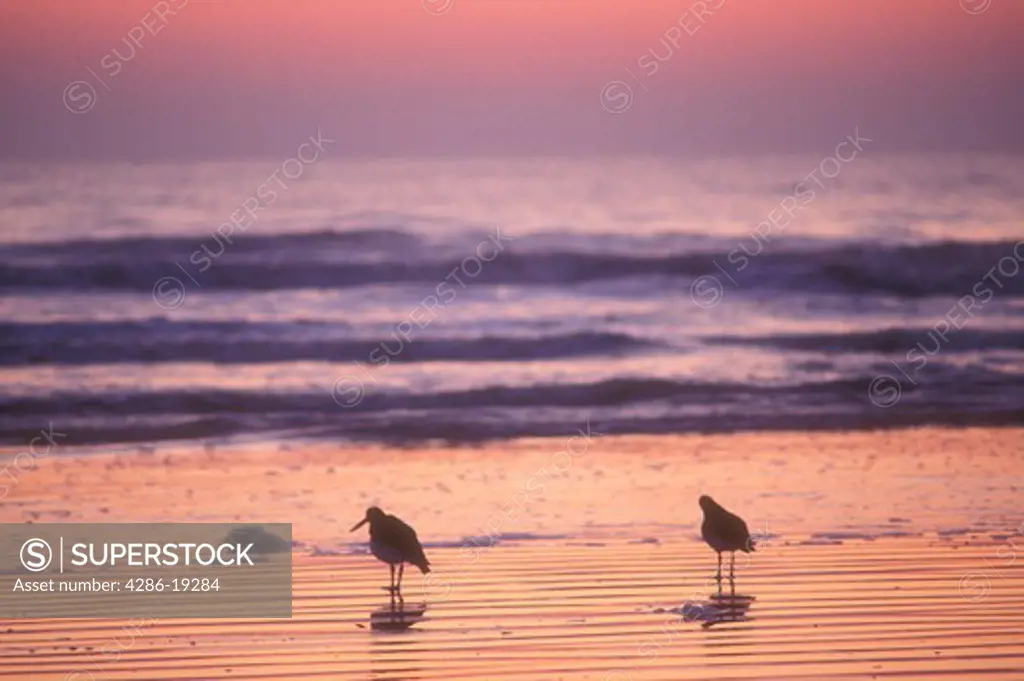 sunrise, sunset, Cumberland Island, sea bird, Georgia, Silhouette of two sea birds along the beach at sunrise on Cumberland Island National Seashore, Georgia.