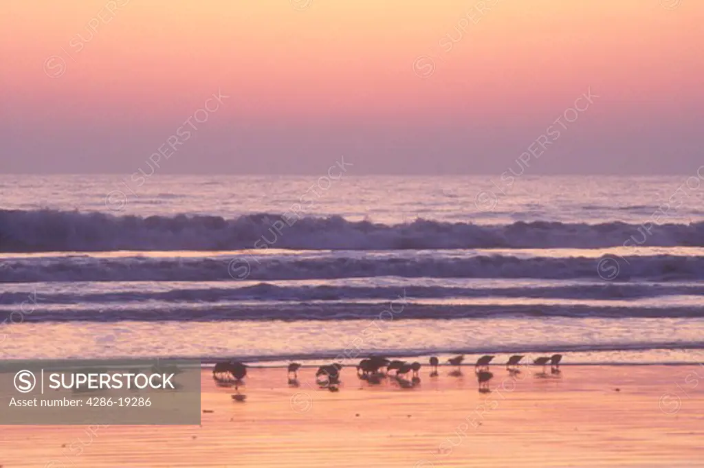 sunrise, sunset, Cumberland Island, Georgia, ocean, Sea birds along the beach at sunrise on Cumberland Island National Seashore, Georgia.