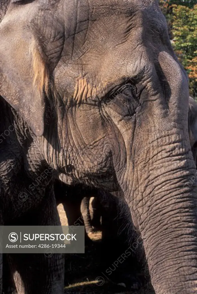 elephant, Geneva, Switzerland, Europe, Elephant at the Knie (Swiss National Circus) Zoo in Geneva.