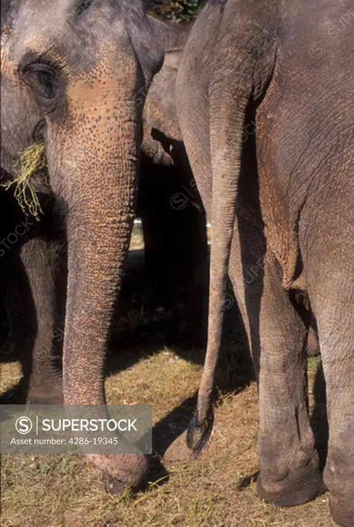 elephant, Geneva, Switzerland, Europe, Elephants eating hay at the Knie (Swiss National Circus) Zoo in Geneva.