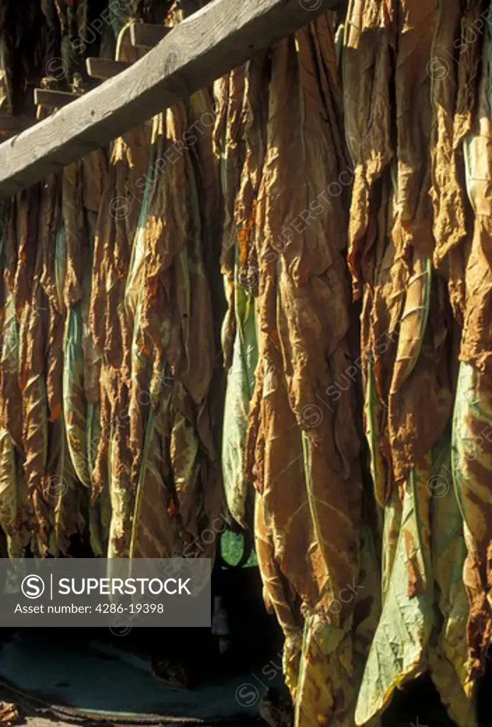tobacco leaves, amish country, Lancaster County, Pennsylvania, Pennsylvania Dutch Country, Tobacco leaves hang to dry in an Amish barn in Lancaster in the state of Pennsylvania. 