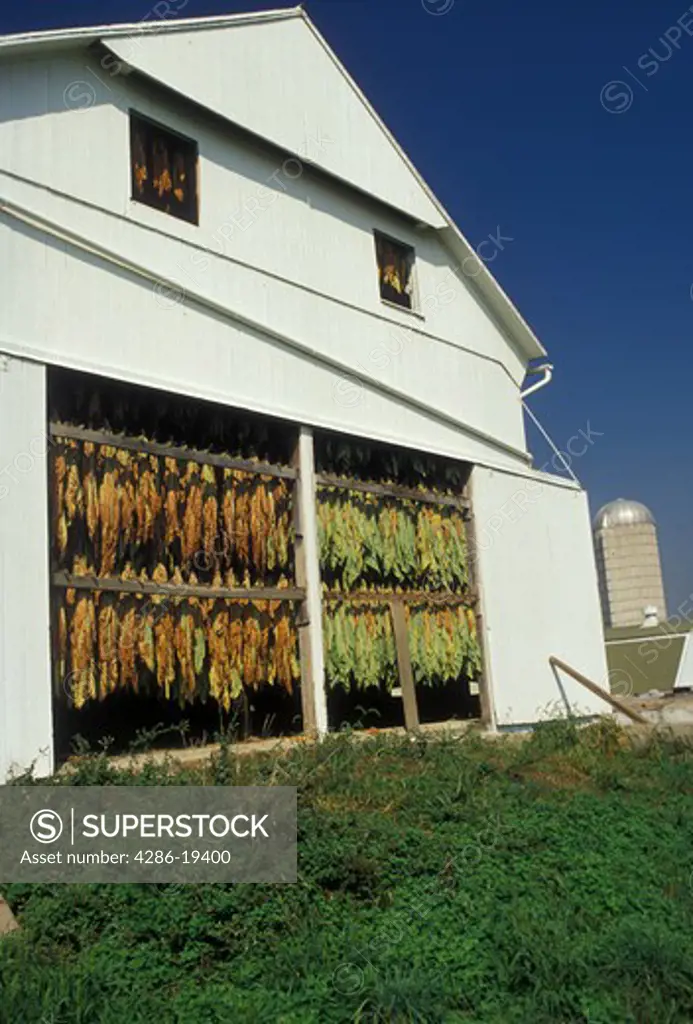 tobacco, amish, Amish country, Lancaster County, Pennsylvania, Pennsylvania Dutch Country, Tobacco leaves hang to dry in an Amish barn in Lancaster in the state of Pennsylvania. 
