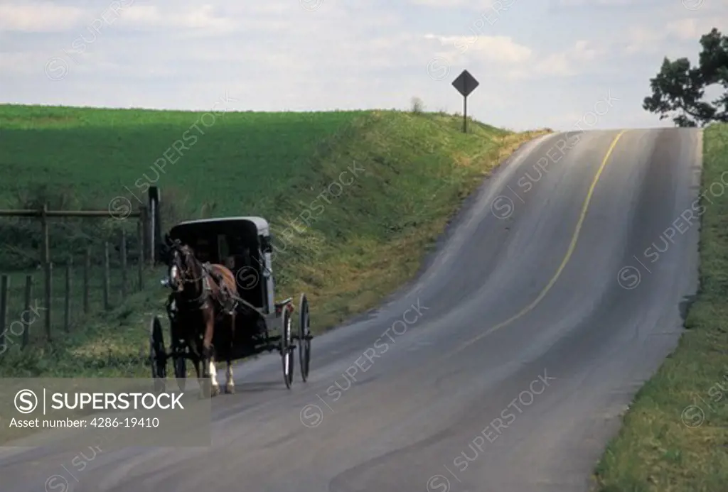 amish, buggy, Amish country, Lancaster County, horse and buggy, Pennsylvania, Pennsylvania Dutch Country, An Amish horse and covered buggy trot down a country road in Lancaster in the state of Pennsylvania. 