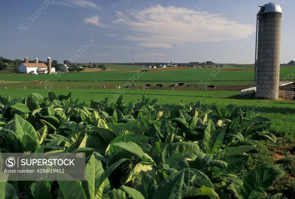 tobacco, Amish, Amish country, farm, Lancaster County, Pennsylvania, Pennsylvania Dutch Country, A field of tobacco grows on an Amish farm in Lancaster in the state of Pennsylvania.