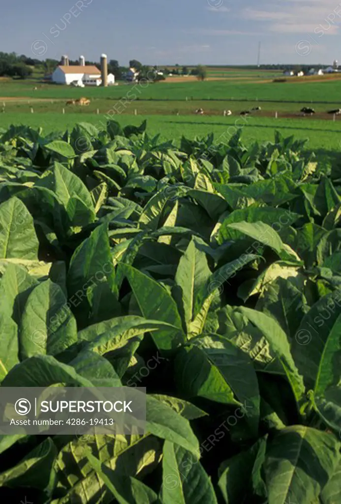 tobacco, Amish, Amish country, Lancaster County, Pennsylvania, Pennsylvania Dutch Country, A field of tobacco grows on an Amish farm in Lancaster in the state of Pennsylvania.
