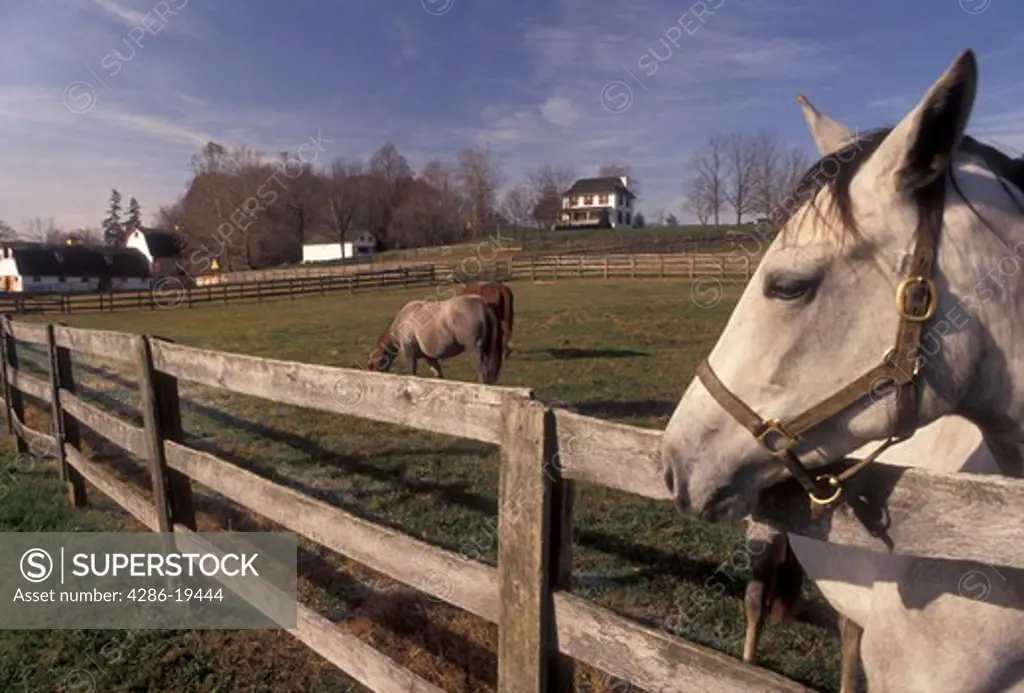 horse, Pennsylvania, Horses in pasture at Castle Rock Farm in Brandywine River Valley in Chester County in the state of Pennsylvania.