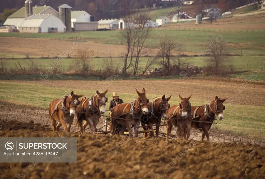 amish, mules, Amish Country, Pennsylvania Dutch Country, Pennsylvania, Amish farmer plows his field with a mule team on a farm in Lancaster County in the state of Pennsylvania.