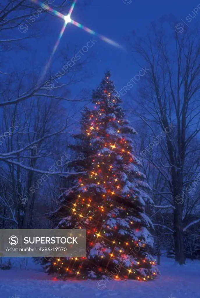 Christmas tree, outdoor, tree, starlight, decorations, holiday, snow, winter, A large outdoor Christmas tree is decorated with colorful lights under a full moon in the evening in Stowe in the state of Vermont.