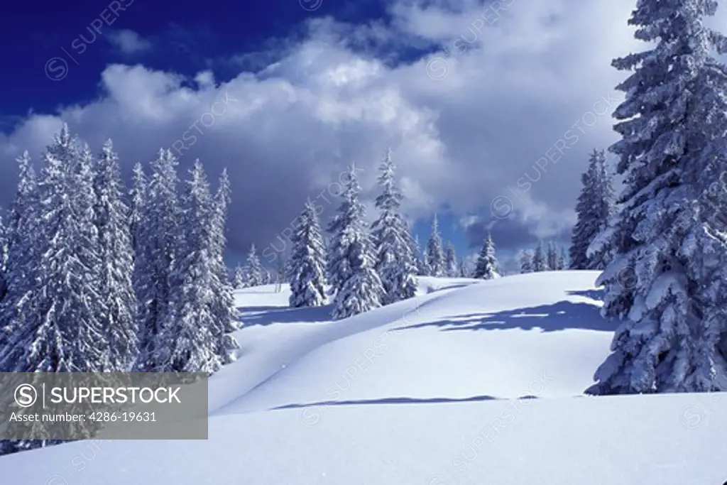 snow, trees, Switzerland, Vaud, Jura Mountains, Europe, Evergreen trees covered with snow in the winter in the Jura Mountains.