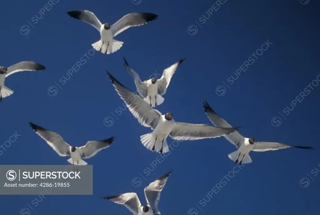 sea gulls, Outer Banks, North Carolina, NC, Sea gulls flying above