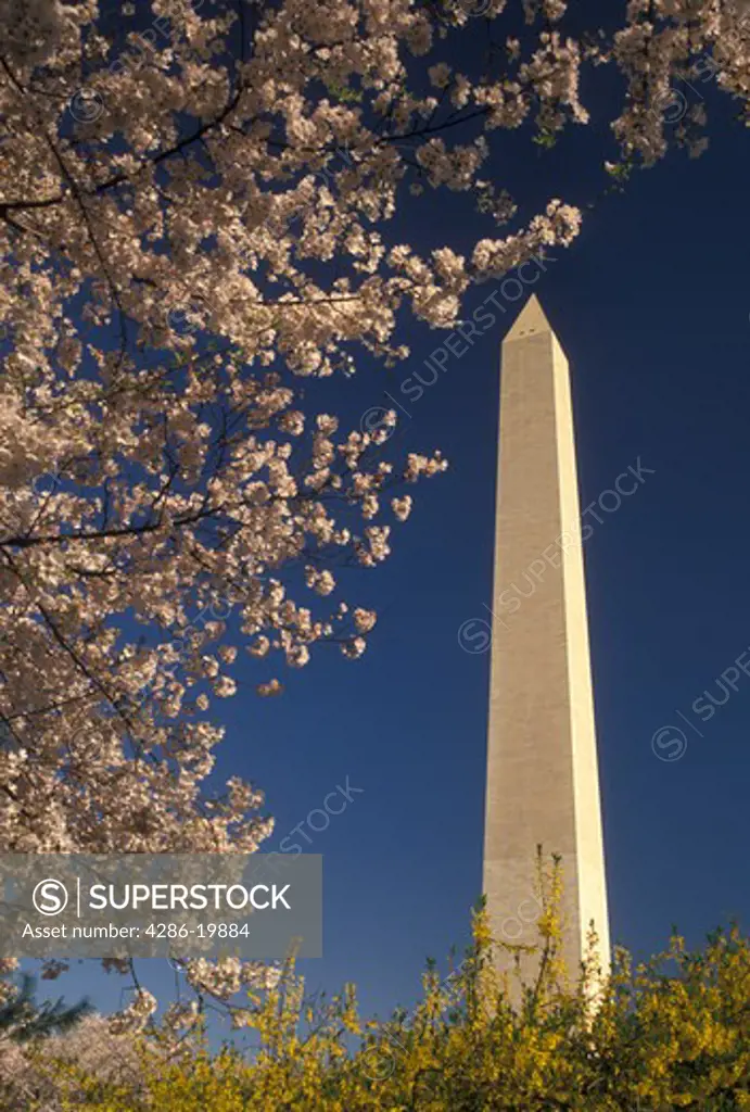 Washington Monument, Washington, DC, District of Columbia, Cherry blossoms and forsythia blossoms surround the Washington Monument in the spring in Washington, D.C.