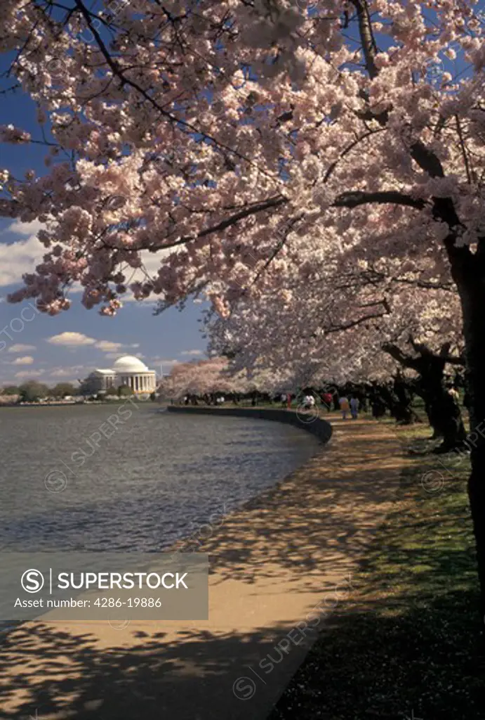 Washington, DC, District of Columbia, Japanese Cherry Trees surround the Tidal Basin with the Thomas Jefferson Memorial in the background in the spring in Washington, D.C.