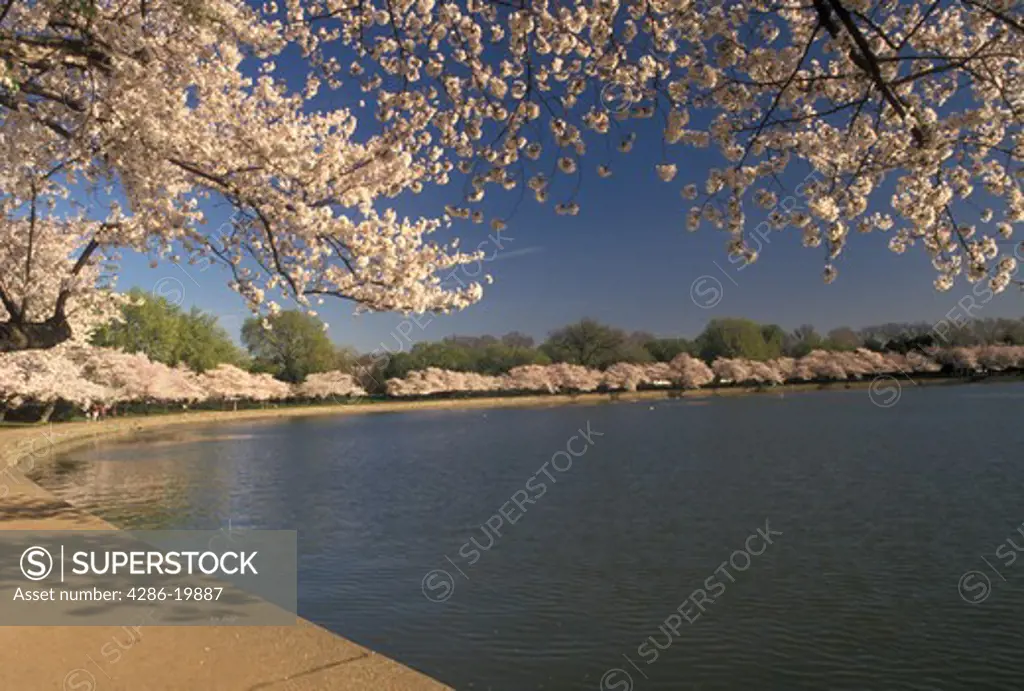 Washington, DC, District of Columbia, The Tidal Basin surrounded by beautiful Japanese Cherry Trees in the spring in Washington, D.C.