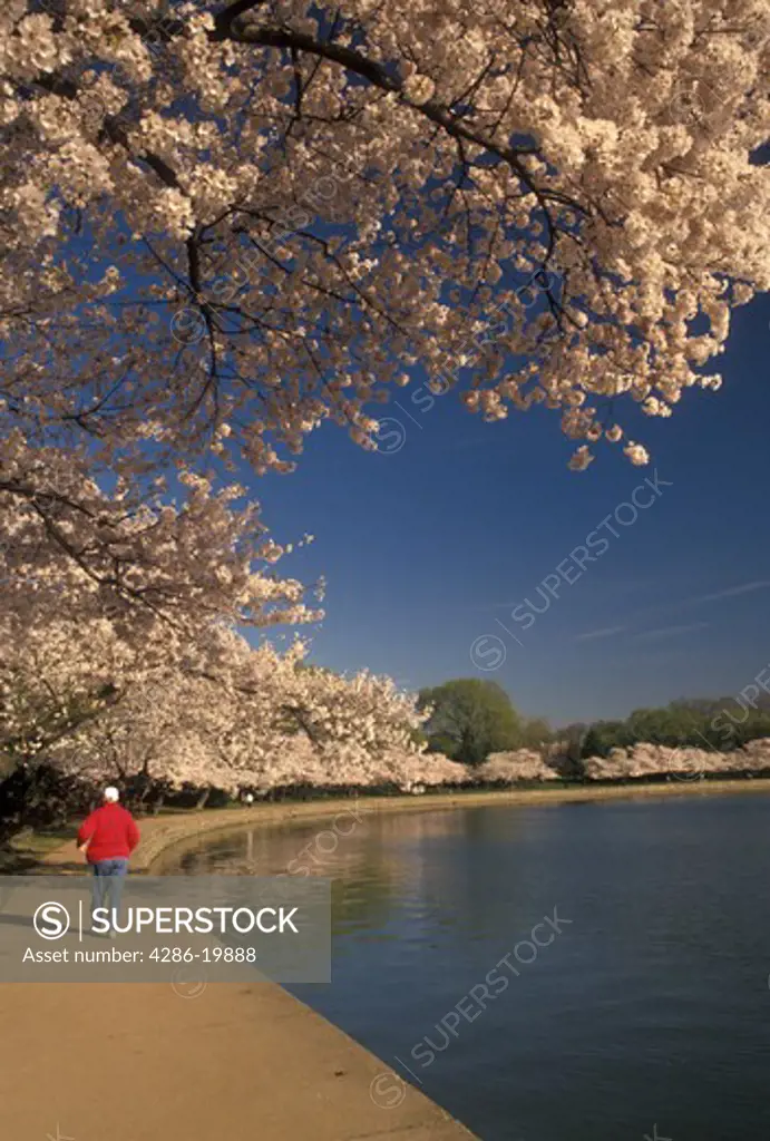 Washington, DC, District of Columbia, Man walks along the Tidal Basin surrounded by beautiful Japanese Cherry Trees in the spring in Washington, D.C.