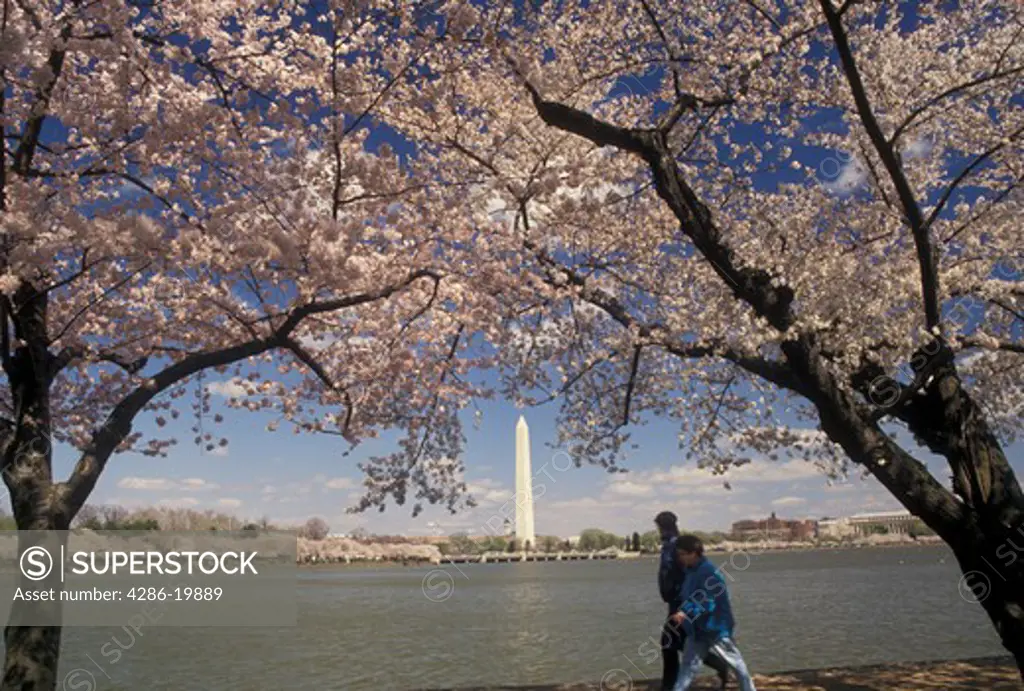 Washington, DC, District of Columbia, A couple walks along the Tidal Basin surrounded by beautiful Japanese Cherry Trees with the Washington Monument in the spring in Washington, D.C.