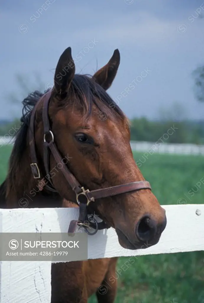 horse, Lexington, KY, Kentucky, A horse looks over a fence on a horse farm in the bluegrass country of Lexington.