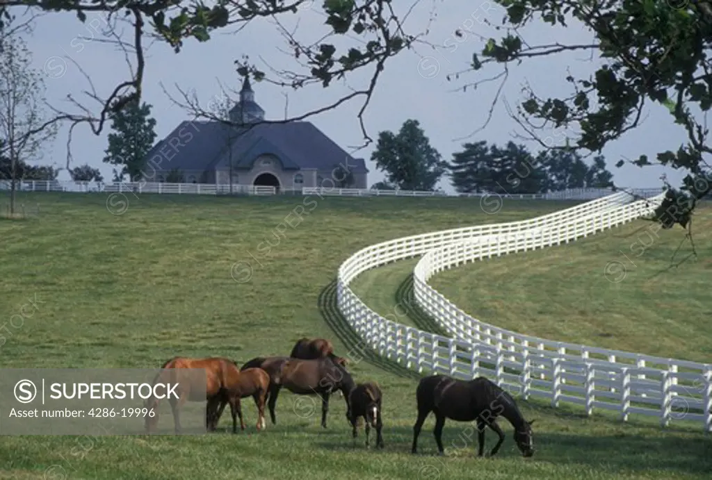 horse, Lexington, KY, Kentucky, Blue Grass Country, Horses graze in a pasture on a horse farm in the bluegrass country of Lexington.