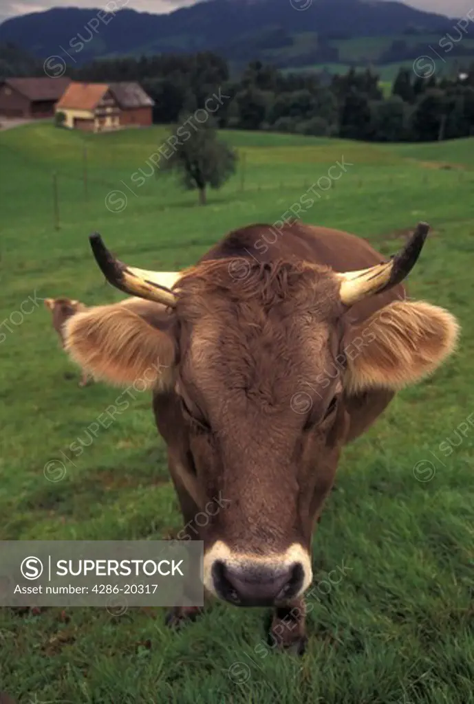 cow, Switzerland, Appenzell, Europe, A Brown Swiss Cow stands in a pasture on a farm in Appenzell.