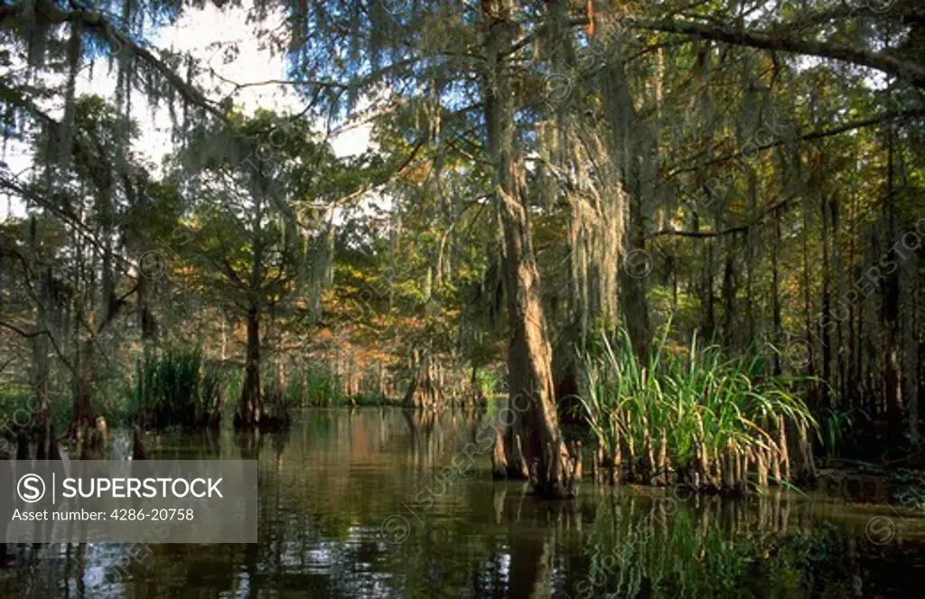 Trees in swamp in Louisiana.