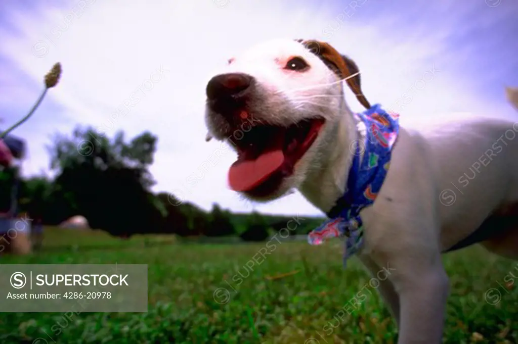Close-up of Jack Russell Terrier wearing bandana around his neck at the Mason Dixon Trials.