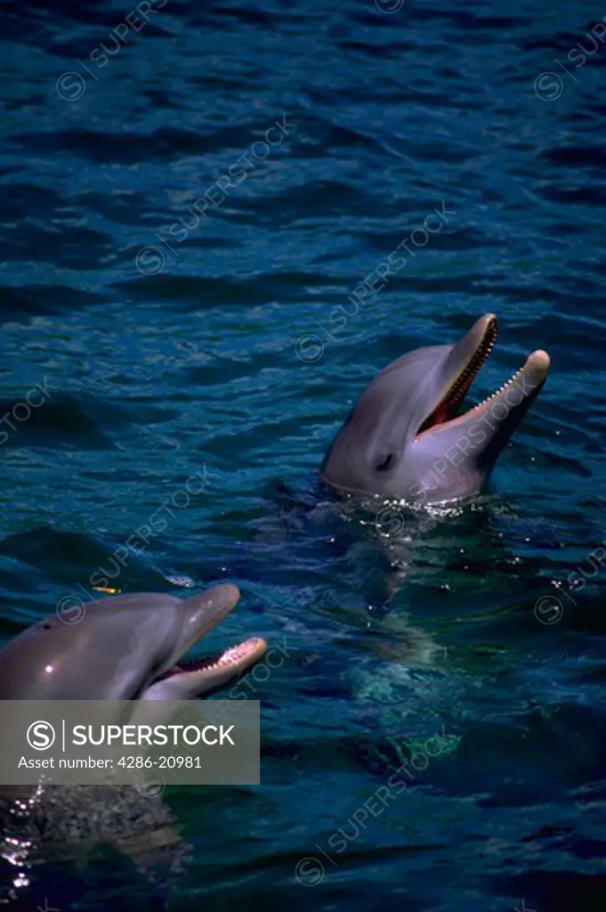 Two dolphins sticking their heads out of the water, Isle de la Bahia, Honduras.